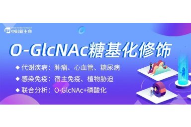 O-GlcNAc糖基化修饰蛋白组