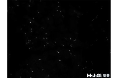 长春奥林巴斯尼康徕卡蔡司显微镜CCD相机