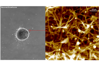 帕克 NX10 SICM 扫描离子电导显微镜 神经科学