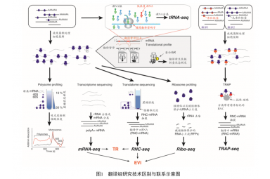 翻译组Ribo-seq+RNC-seq+转录组测序（mRNA-seq）组合套餐
