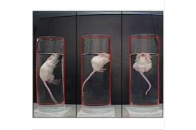大小鼠强迫游泳实验系统