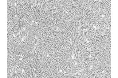 大/小鼠间充质干细胞
