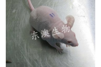 裸鼠成瘤模型