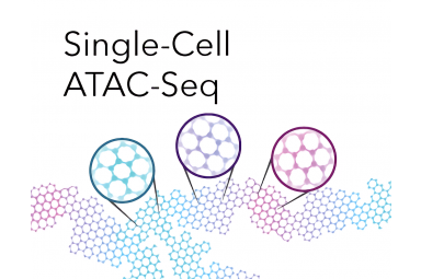 单细胞ATAC-Seq（scATAC-Seq）技术服务