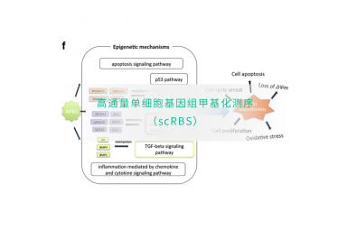 高通量单细胞基因组甲基化测序（scRBS）