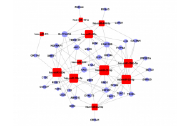 MicroRNA Target Gene Network-microrna target gene network