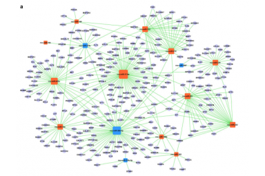 MicroRNA Target GO Network-microrna target go network