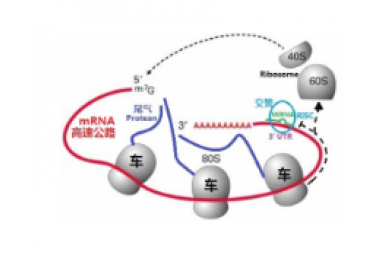 miRNA的靶标基因预测-靶标基因是什么意思