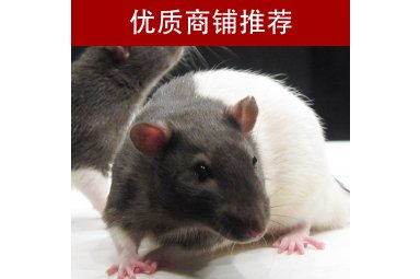 大小鼠实验动物模型制备技术服务