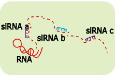 siRNA/shRNA基因干扰实验