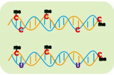 DNA甲基化分析