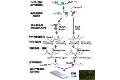染色质免疫沉淀CHIP-染色质免疫沉淀技术(chip)