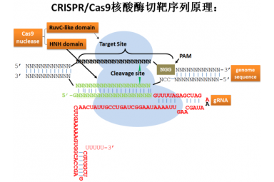 CRISPR/Cas9敲除质粒套餐（3靶点/基因+测序报告）