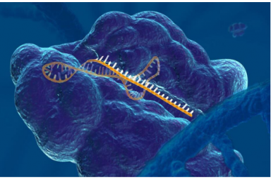 CRISPR Cas9文库