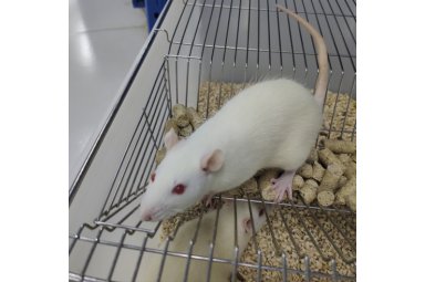 动静脉内瘘小鼠模型