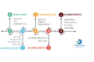 circRNA整体解决方案