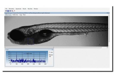 斑马鱼心跳血流观测软件 MicroZebraLab