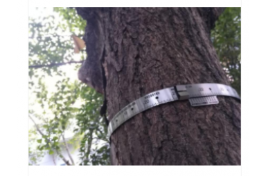 树木胸径生长测量环点将科技D型