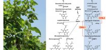 非活性查尔酮异构酶促进啤酒花黄<em>腐</em><em>醇</em>生物合成被发现