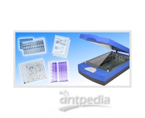 Microtek 中晶蛋白电泳扫描仪（定量）