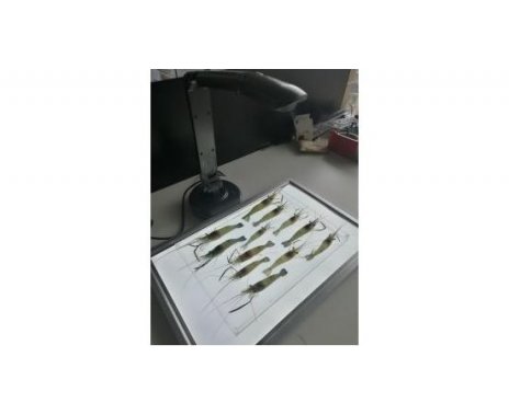 SC-B型鱼虾苗自动测量分析及百粒重仪