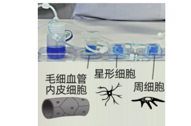 Quasi Vivo 细胞共培养