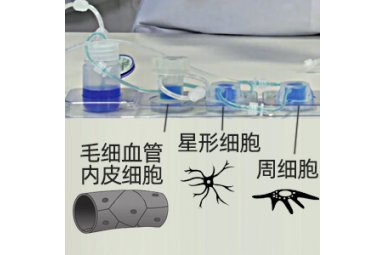 Quasi Vivo 细胞共培养